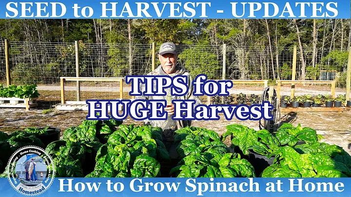 How to Grow Spinach in CONTAINERS - HUGE HARVEST