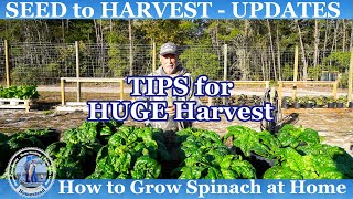 How to Grow Spinach in CONTAINERS - HUGE HARVEST