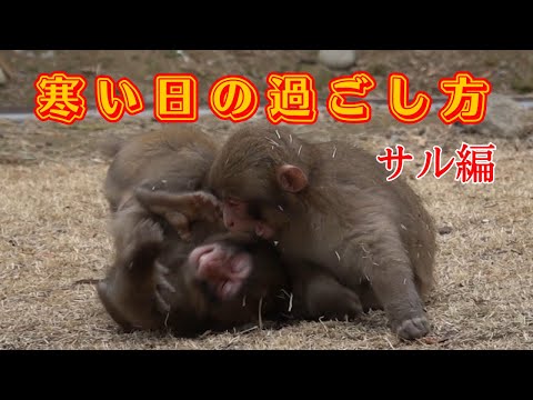 How to spend a cold day with monkeys [Takasakiyama Natural Zoo