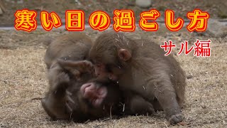 How to spend a cold day with monkeys [Takasakiyama Natural Zoo