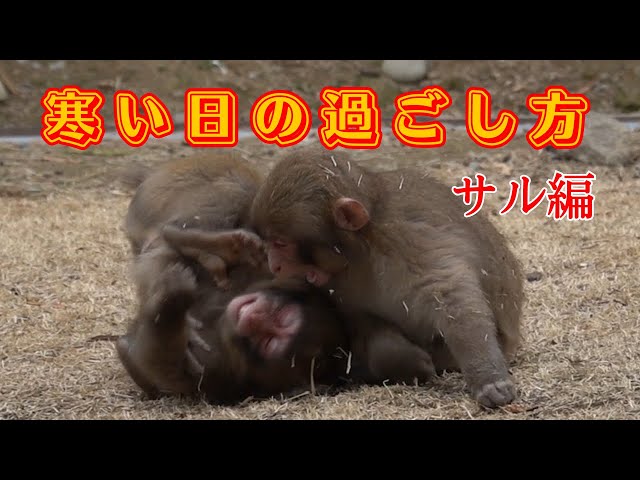 猿 Dyckia おまとめ7株 How to spend a cold day with monkeys [Takasakiyama Natural Zoo
