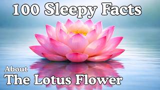 100 Sleepy Facts About The Lotus Flower