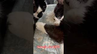 Too Adorable Cats, Oreo And Sox Napping Together