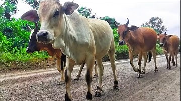 Video kawanan sapi lembu jinak memanggil temannya 