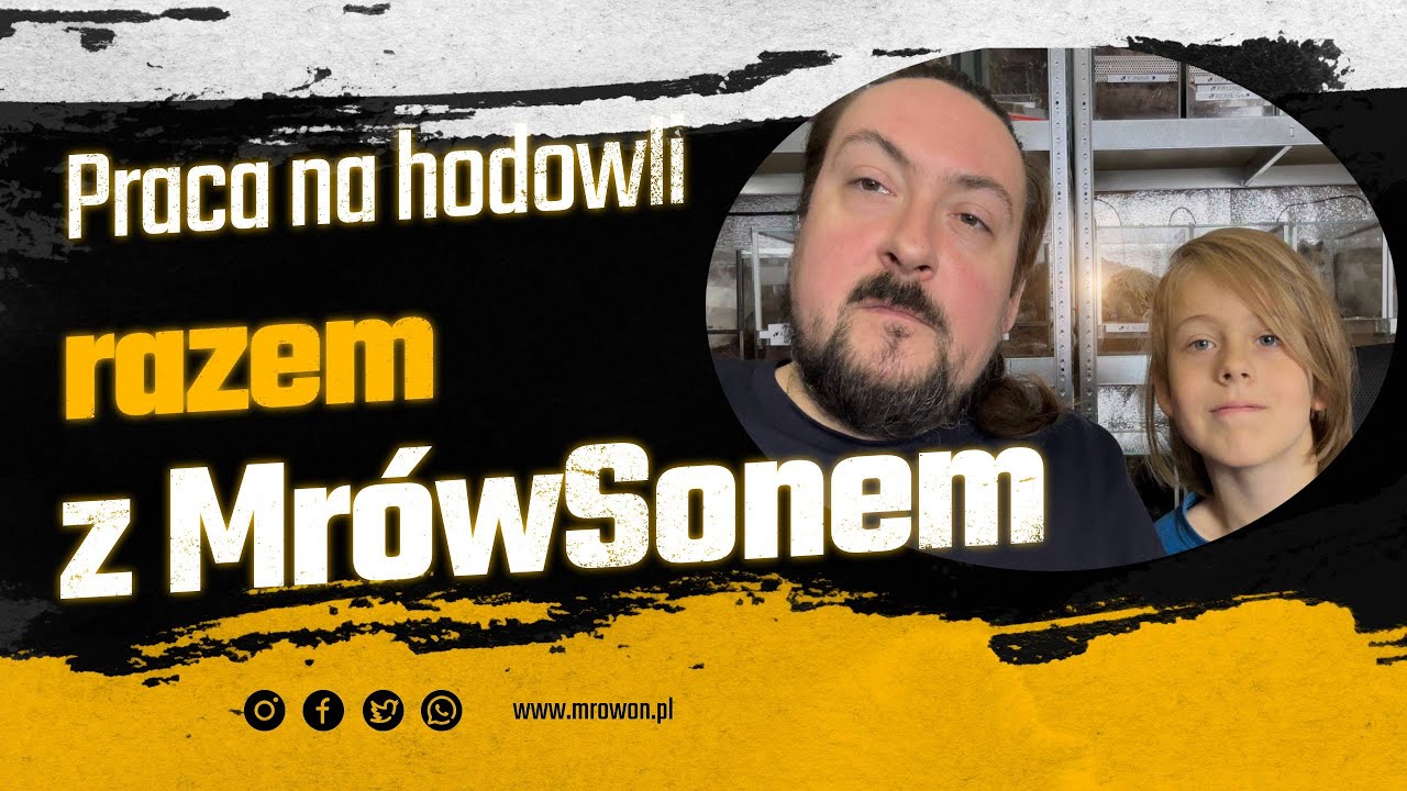 Mrówki, kokon i paczka niespodzianka