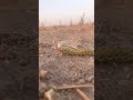 الدوده الملونه تمشي على الارض Colorful Worm Walking On The Ground Worm Larva Insects Reptiles الدوده الملونه تمشي على الارض Colorful Worm Walking On The Ground Worm Larva Insects Reptiles