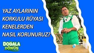 Yaz Aylarında Keneden Korunma Yolları Nelerdir? Ğaladönüş