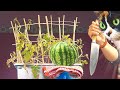 ROOM-GROWN WATERMELON – AFTER 180 DAYS