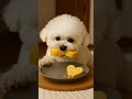 【ASMR】Mimi Eats Rolled Omelette 💕🐶 | Heart Egg Roll ハートの卵焼き #pets #咀嚼音#cute