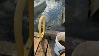 Person Chasing an Otter About to Defecate on a Neighboring Boat