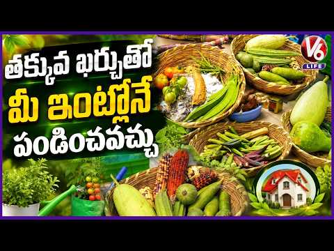 Organic Farming Products in Hyderabad : Low Cost Vegetables at Madhapur Grameena Santha | V6 Life