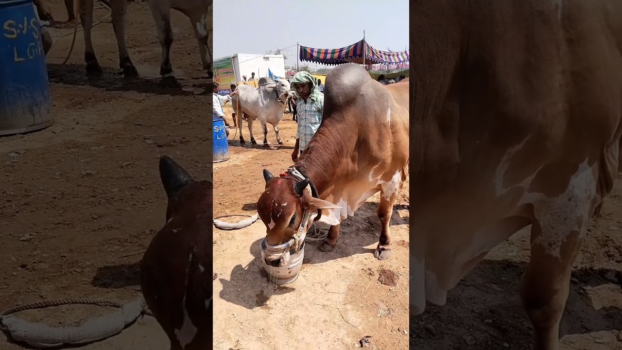 ongole jathi red colour gotta 