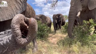 You Get a Marula! You Get a Marula! Everyone Gets a Marula! The Elephants’ Favourite