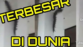 KELABANG TERBESAR DI DUNIA Giant Centipede