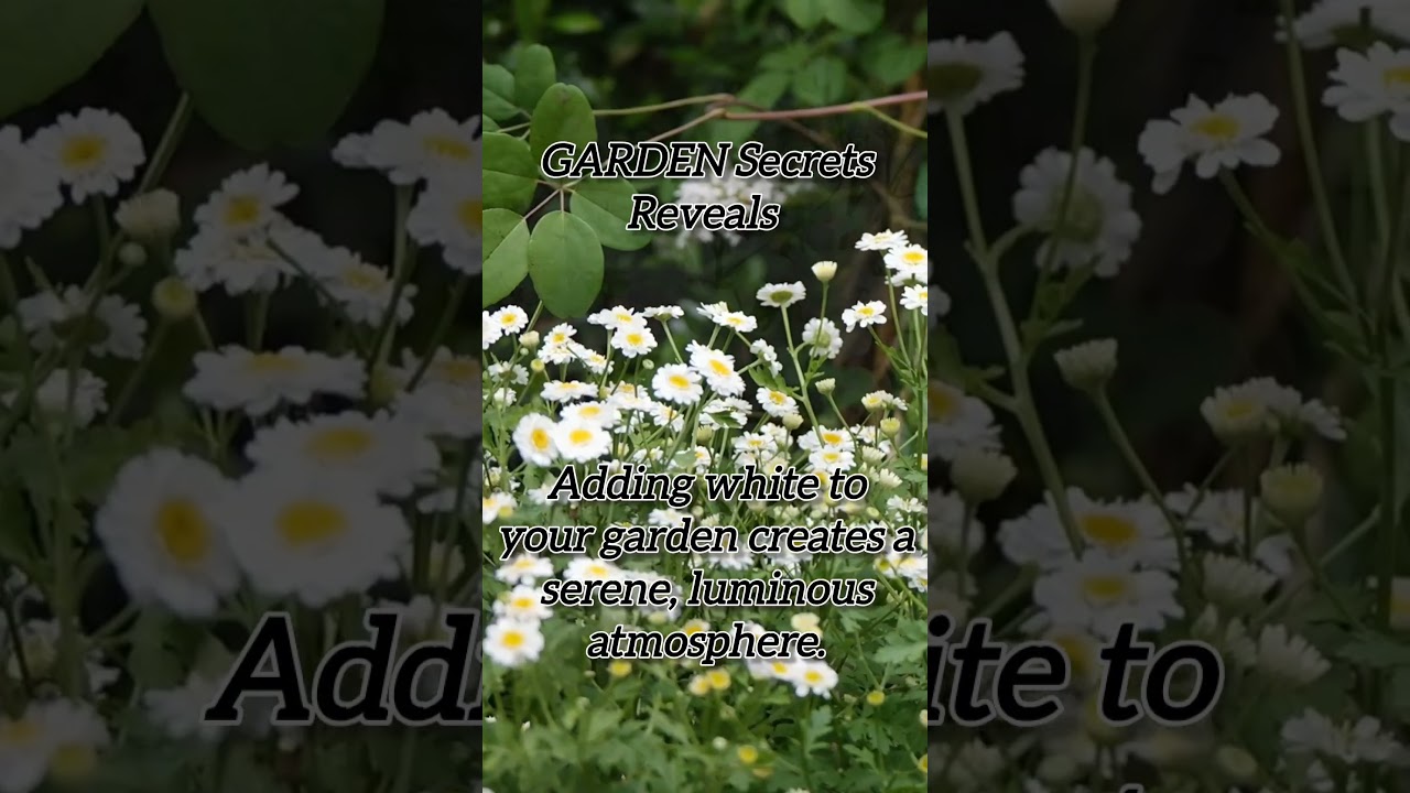 GARDEN Secrets Reveals: White Creates A Serene, Luminous Atmosphere 🤍