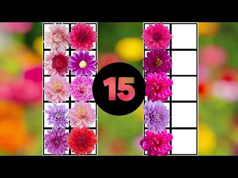 Subitizing Chrysanthemums Up to 20