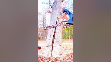 Cutting tree in new Skill chainsaw #fall #treecutting #tree #wood #woodworking #shortsfeed #shorts