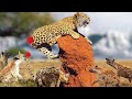 Horrible...Hyena bit off a Leopard tail when Eating Baby Hyena On the Cliff | Hyena vs Leopard