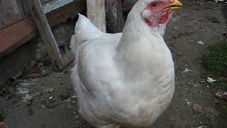 Курица хрипит и стонет. Что с ней? Курица хрипит и стонет. Что с ней?