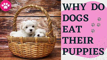 Is it normal for my dog to leave her puppies?