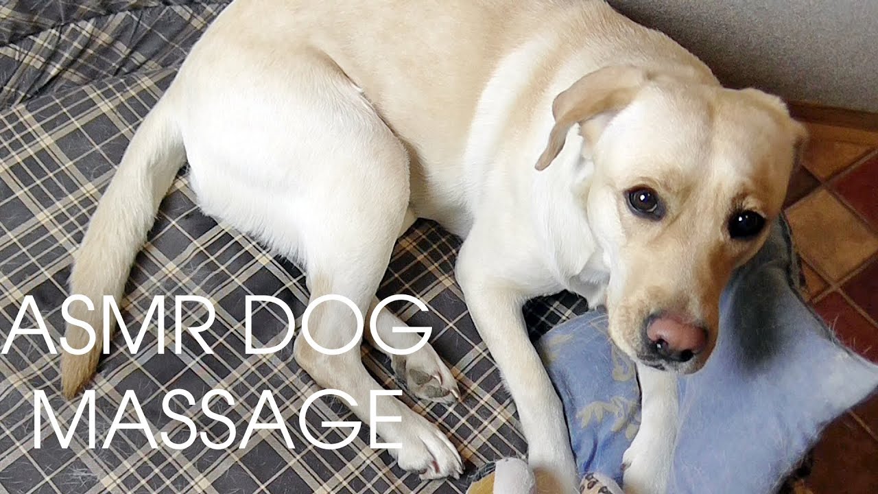 ASMR Relaxing Dog/Pet Massage ♥♥♥ YouTube