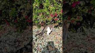 Mailap si muning 😁 #cat