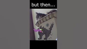 Taking my nap elsewhere - Mr. Darcy, tuxedo cat