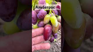 Виноград Альбатрос 🍇 #дача #сад #garden #огород #fruit