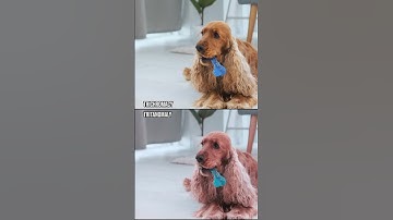 Thumbnail of How do those with colour blindness perceive dog toys?#Shorts #ColourBlind #ColorBlind