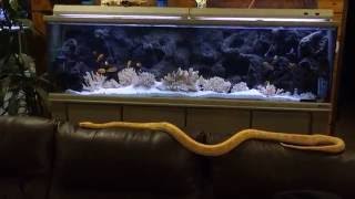 Lucy Our Reticulated Python On The Couch