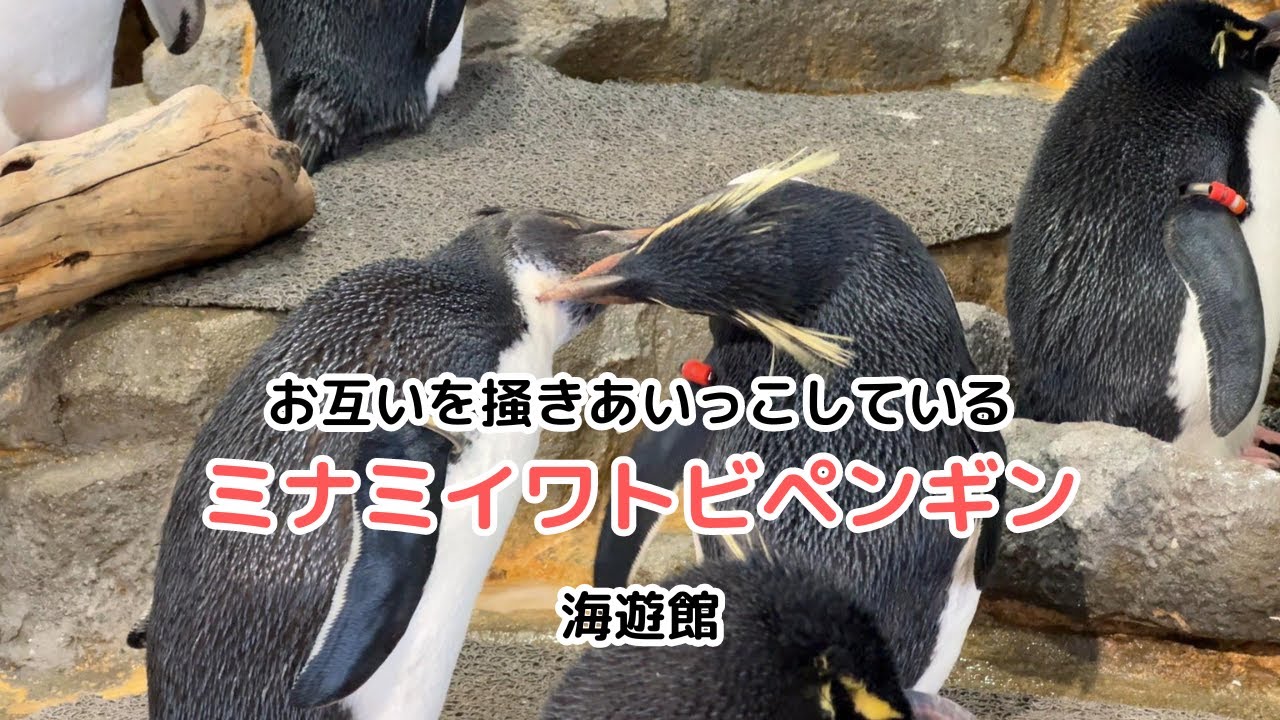 海遊館】お互いに掻きあいっこしてるミナミイワトビペンギン