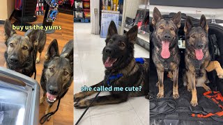 Shopping With My German Shepherds