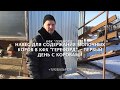 Первая партия молочных коров в новом навесе КФХ "Герефорд"