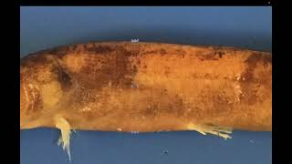 Fish Lab Measurement Video!