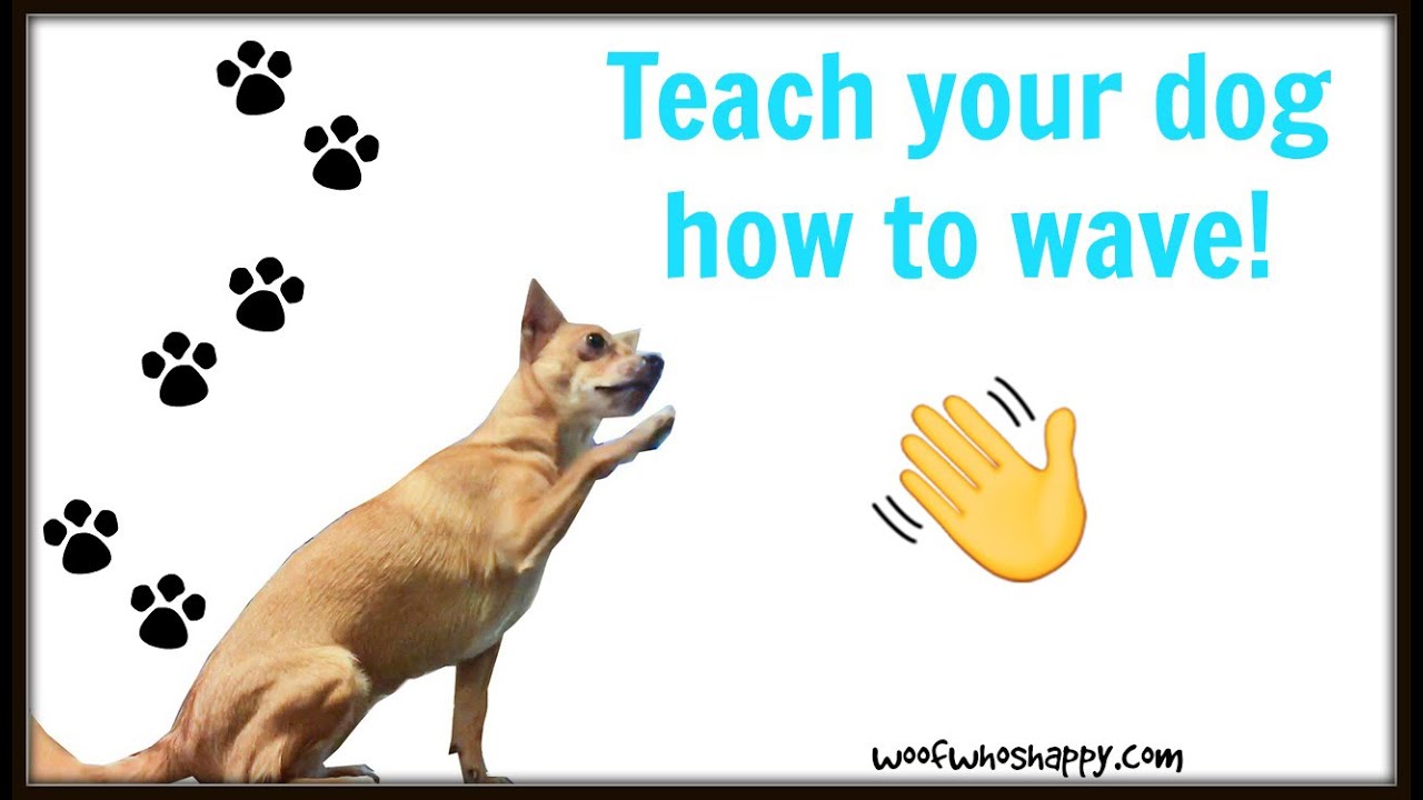 How to Teach a Dog to Wave: Simple Steps for Success