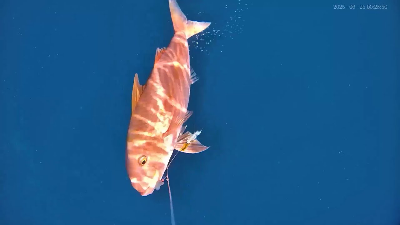 Weke ula and omilu (bluefin trevally) papio on the underwater camera rig. Nice weke ula landed.