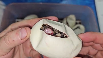 Twenty-third Ball Python Egg Cutting of 2025: White Diamond! 