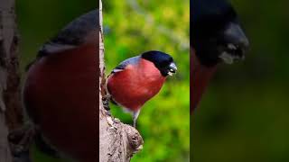 Bullfinch: beautiful bird shorts