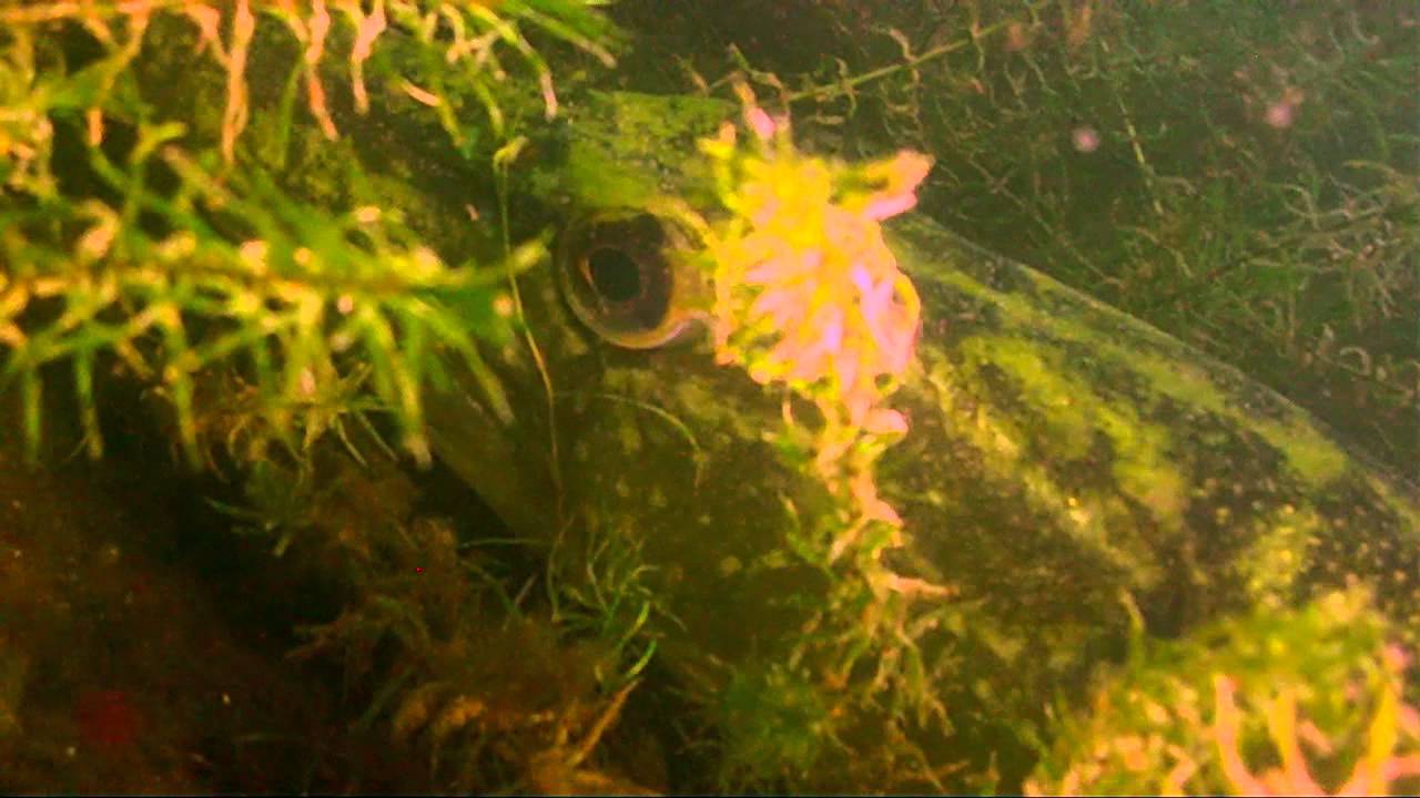 06/07/2011 - Duiken in Tijningenplas Zaltbommel (06-07-2011)