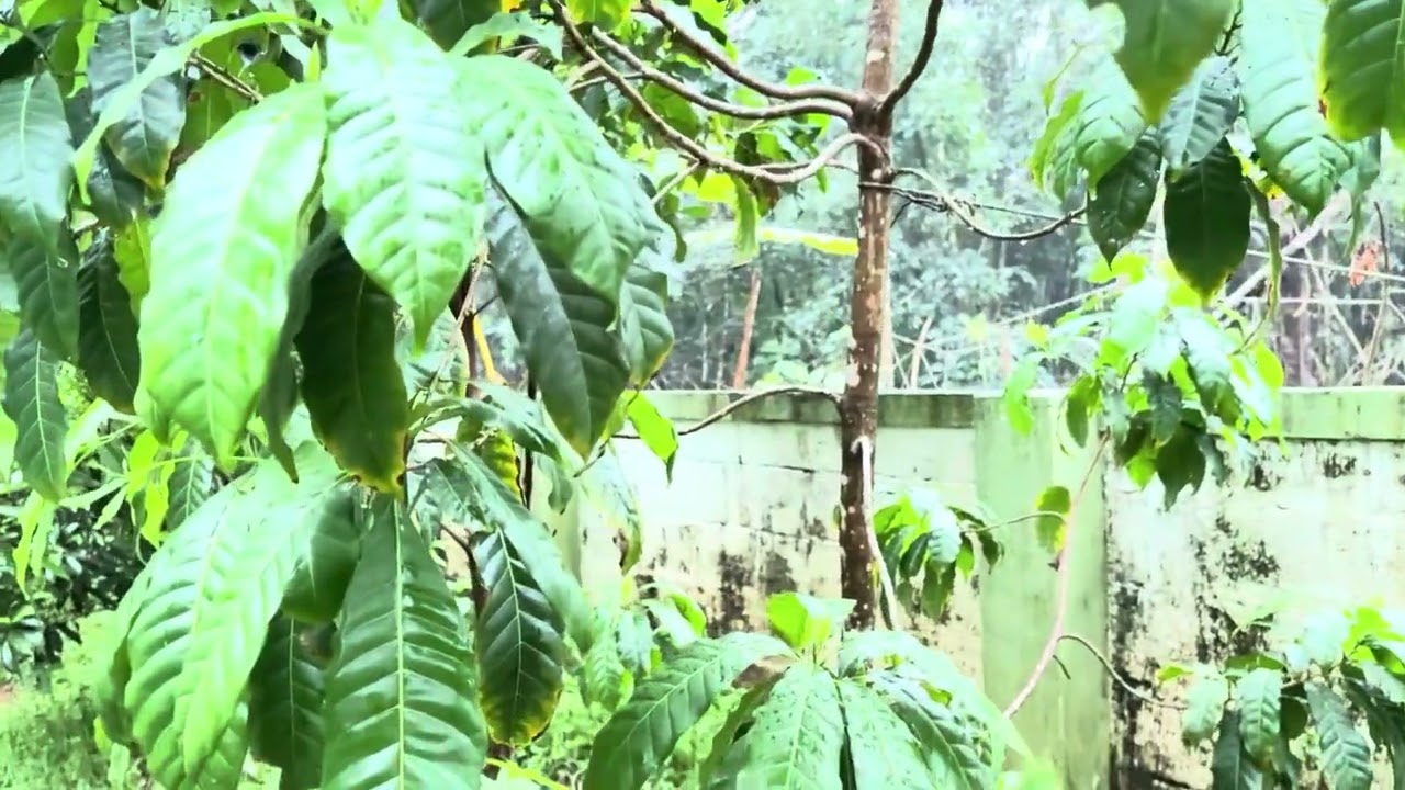 എന്റെ മുറ്റത്തുള്ള ഫ്രൂട്സ് തൈകളുടെ അവസ്ഥ ഇപ്പോ ഇങ്ങനെയാ😔#fruitplant#abiyu#jaboticaba🪴🌳