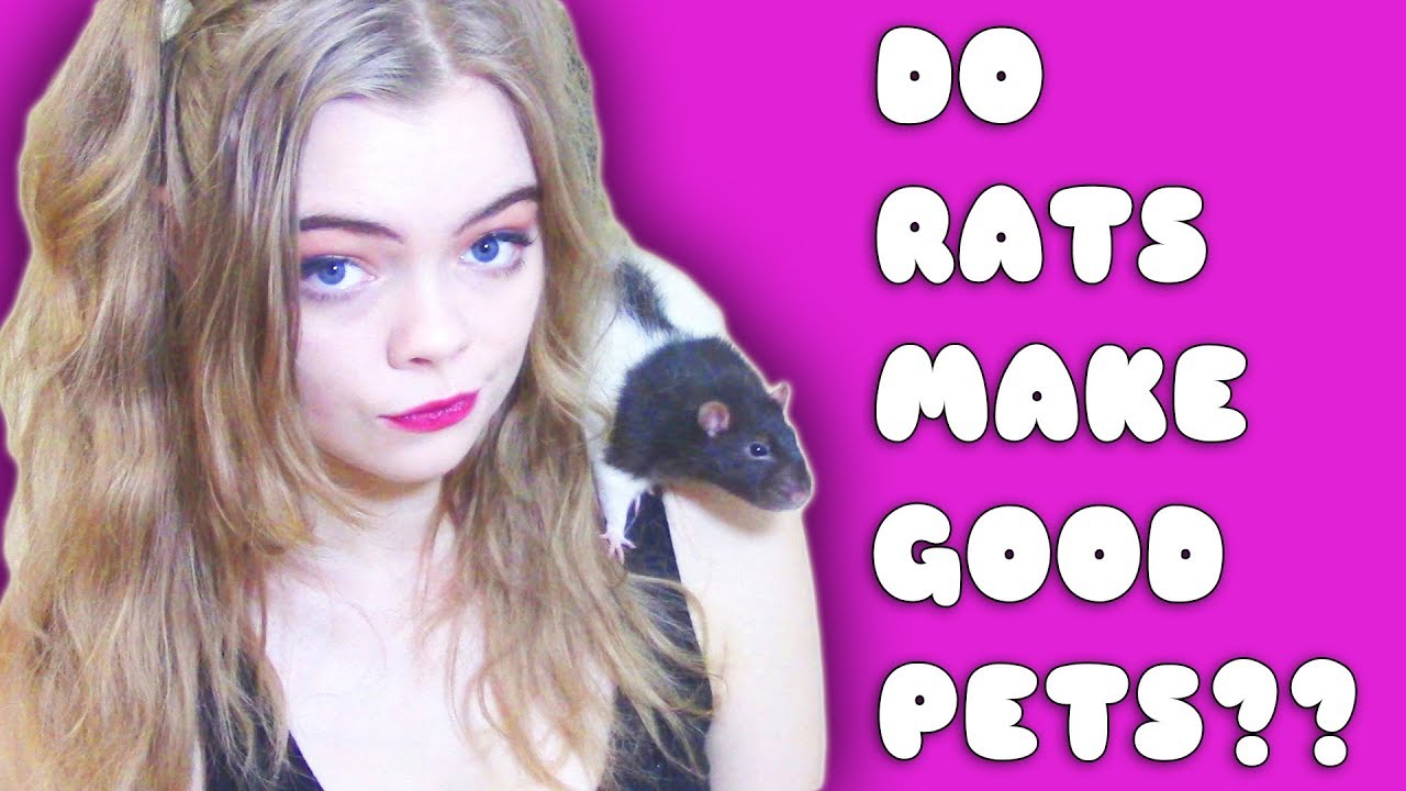DO RATS MAKE GOOD PETS?? Pet Adventures YouTube