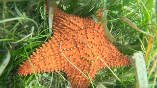 Champion Snorkel Tour 3/09/26 10am 