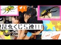 【カブトムシ】【クワガタ】1等でるか!?1等はヘラクレスのペア!!!昆虫くじ5回連続ひいてみた!!