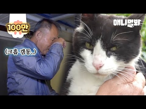 사랑을 위해 매일 밤 8km를 달리는 고양이 &amp;#39;진주&amp;#39;ㅣCat <strong>Runs</strong> 5 Miles Every <strong>Day</strong> For His Love
