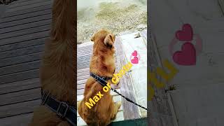 Max Or Chotu Lovely Max Golden Retriever Short Video Dog Short Shortvideo