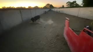 Calando Toros