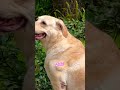 🩷LULU’ my LABRADOR #love #dog #labrador #labradorretriever #labradorlovers #labradogs #cutedog #pet