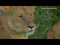 Big cats cruelly used for tourist entertainment, trophy hunting and traditional medicine