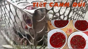 THÁI TỘC TV || CÁCH ĐÁNH TIẾT CANH VÀ NẤU GIẢ CẦY DÚI NGON KHÓ CƯỠNG