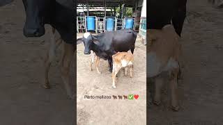 Hermoso parto de mellizos #gyr #ganaderia #cow